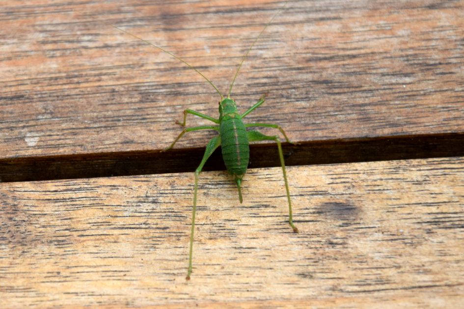 Grote Groene Sabelsprinkhaan of niet?